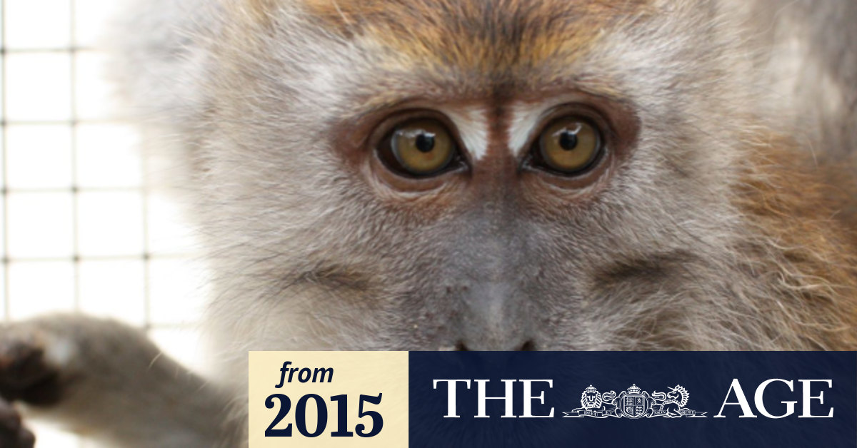 Monkeys misused in British experiments despite legal protection anti